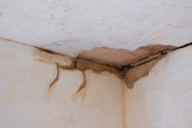 Best Professional water damage repair  in Del Rio, CA